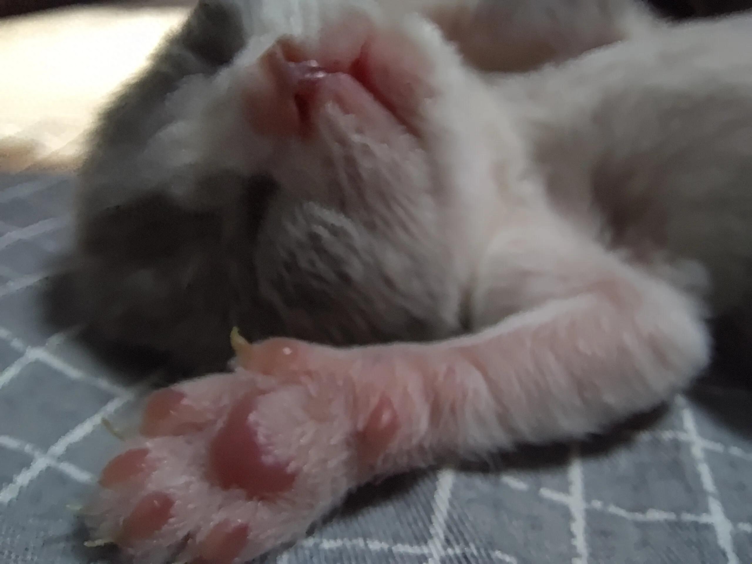 猫条多久喂一次好（猫条的坑你该了解一下了）