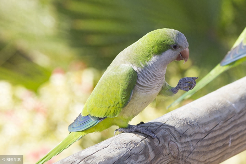 排名前10最会说话鹦鹉有那些（附：千元以内推荐第一种）