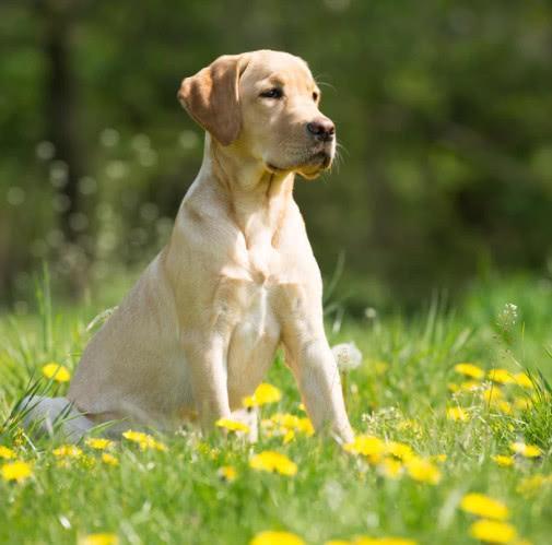 双血统狗是什么意思