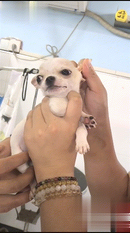 吉娃娃狗多少钱一只（附：了解吉娃娃的优缺点养后不心累）