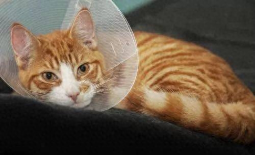 小奶猫拉稀一滩黄黄的咋办（附：小奶猫身体素质比较差注意保暖）