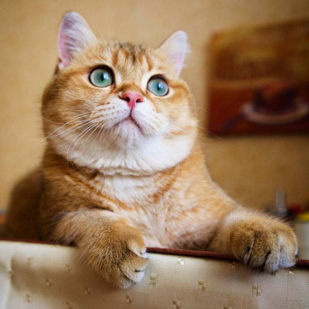 苏格兰高地猫折耳猫图片及品种（你知道苏格兰高地长毛猫多少钱吗）