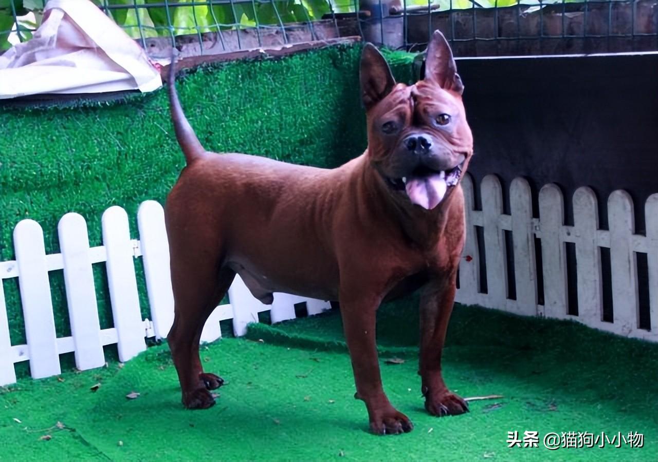 川东猎犬优点和缺点及图片（你知道川东猎犬纯种的标准吗）