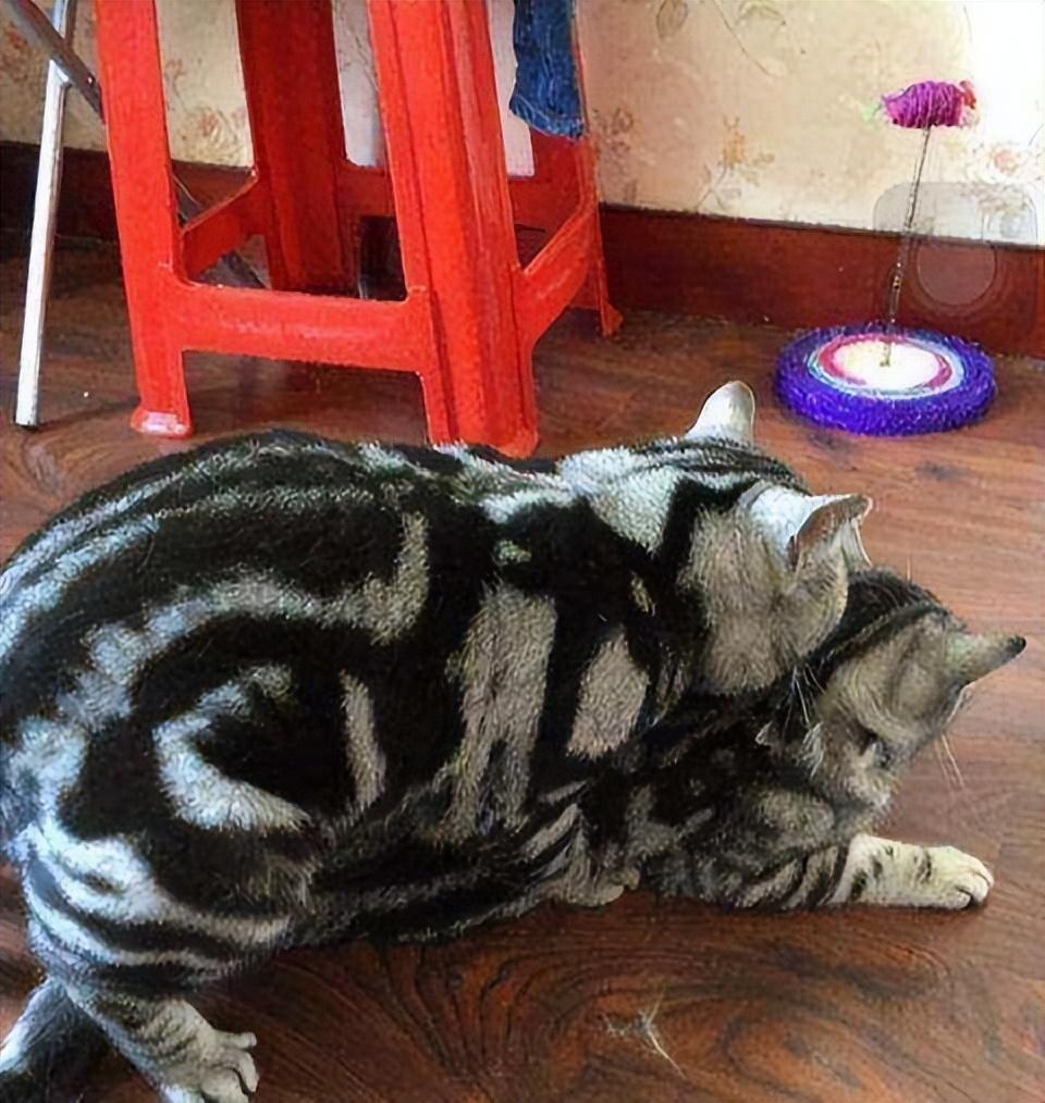 猫咪近亲繁殖会怎样呢（兄妹猫会自然配对吗）