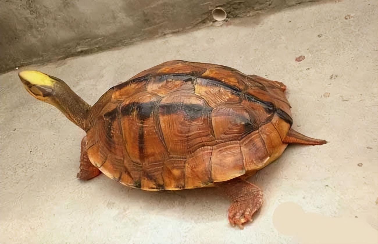 金钱龟怎么养才好（教你饲养好乌龟的环境布置）