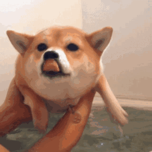 柴犬图片（附：柴犬贵离不开这几个原因）