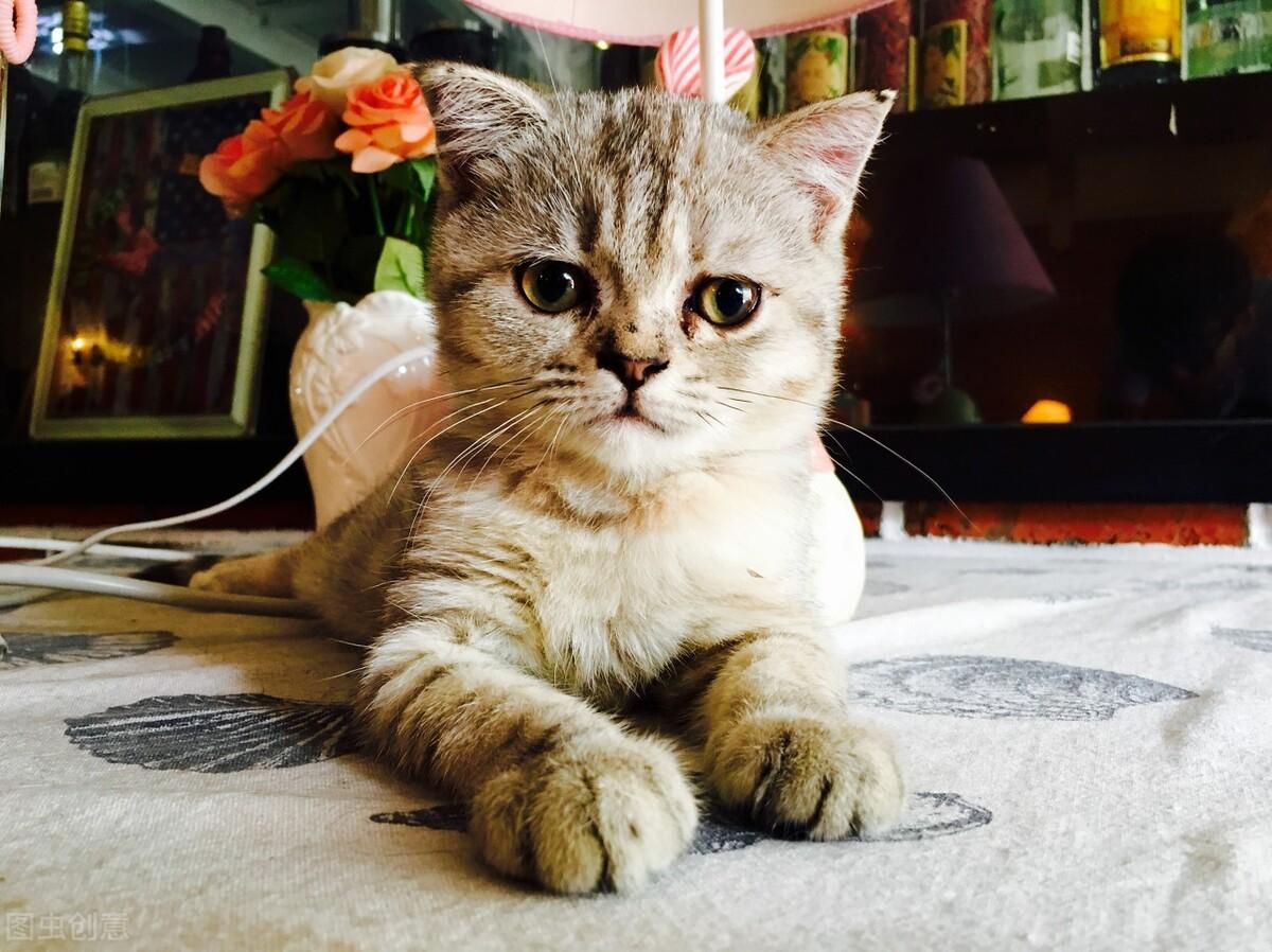 猫咪图片（附：可爱的小猫咪纯图）