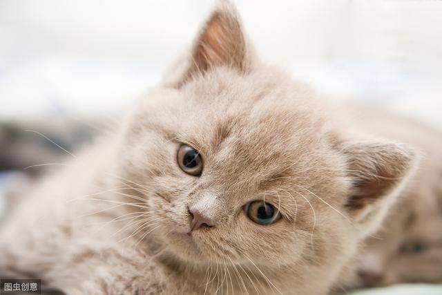 猫咪可以吃馒头么(宠物猫能吃馒头吗)