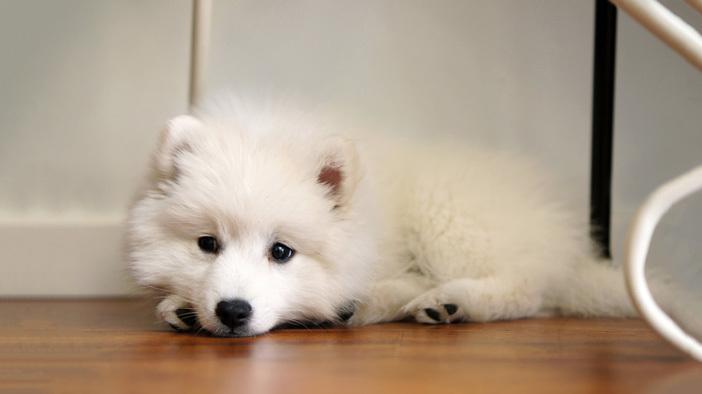 纯种萨摩犬的价格一览表（萨摩犬多少钱一只）