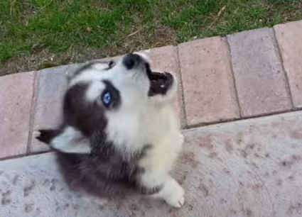 傻狗（正常狗狗与哈士奇的5个对比有多傻）