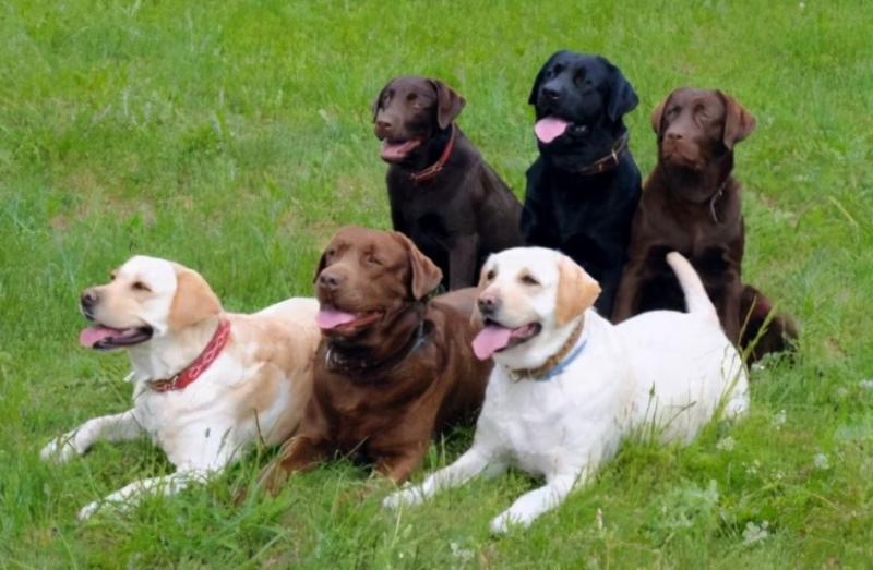 拉布拉多犬图片幼犬（拉布拉多6个品种的图片）