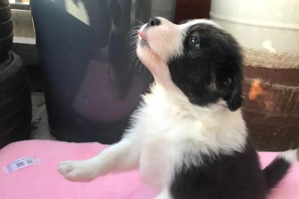 边牧幼犬何时快速生长