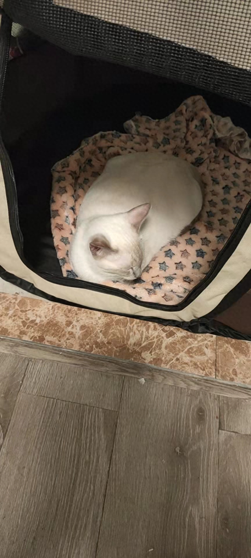 宠物猫陪产要注意的产前征兆有哪些（详解：猫咪临产前的5个特殊征兆）