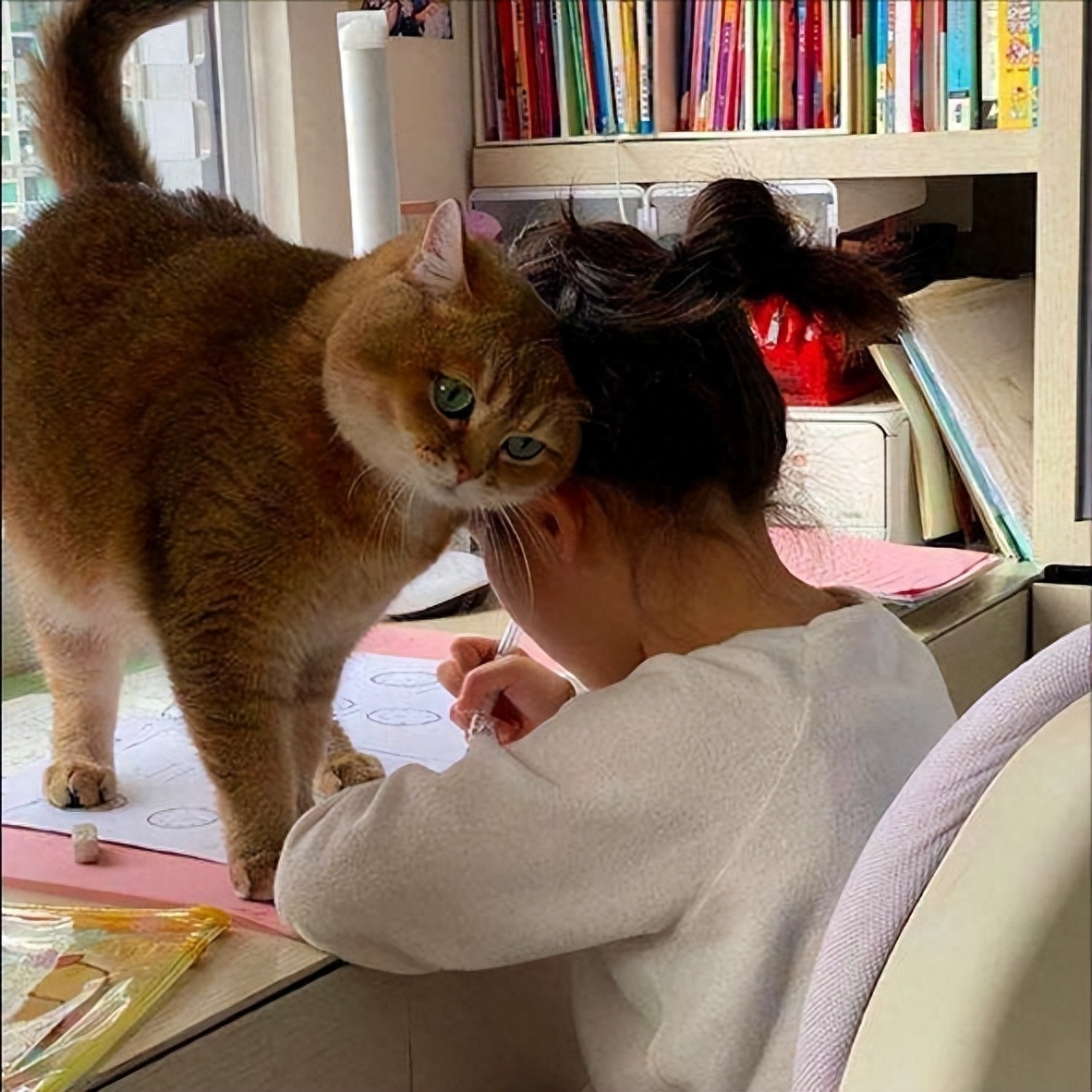 猫咪用头使劲拱人怎么回事（附：猫用头使劲拱人的4个含义）