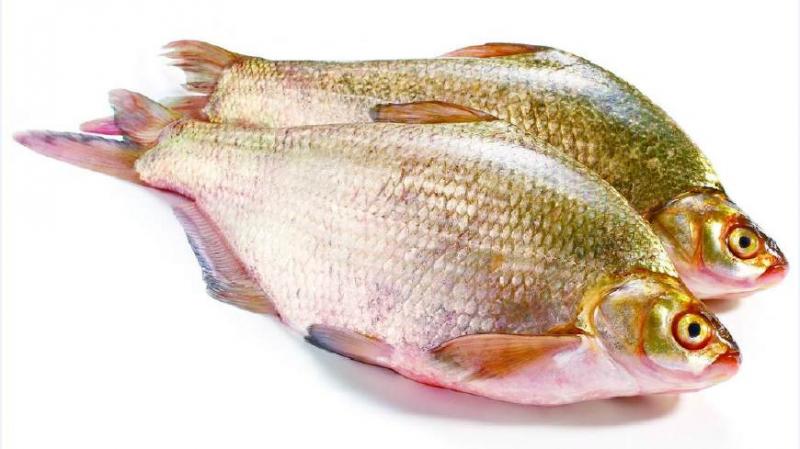 淡水鱼大全图片和名称常见（详解：河里常见的鱼有哪几种）