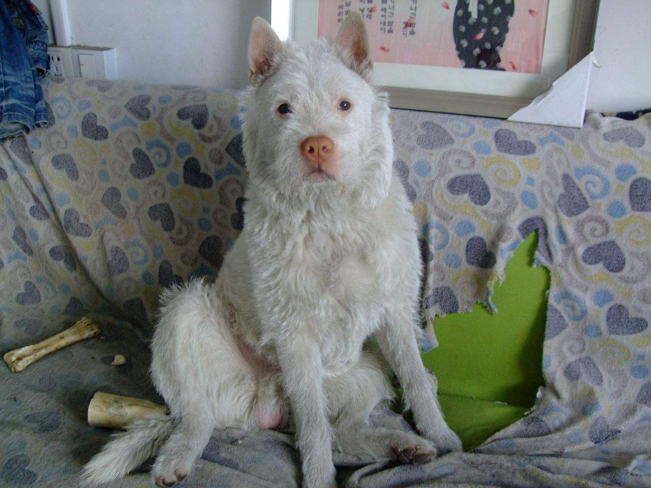 下司犬真的适合家养吗（详解：下司犬不适合家养的原因）