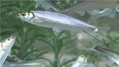 十大名贵锦鲤图片（国内十大最贵的淡水鱼）