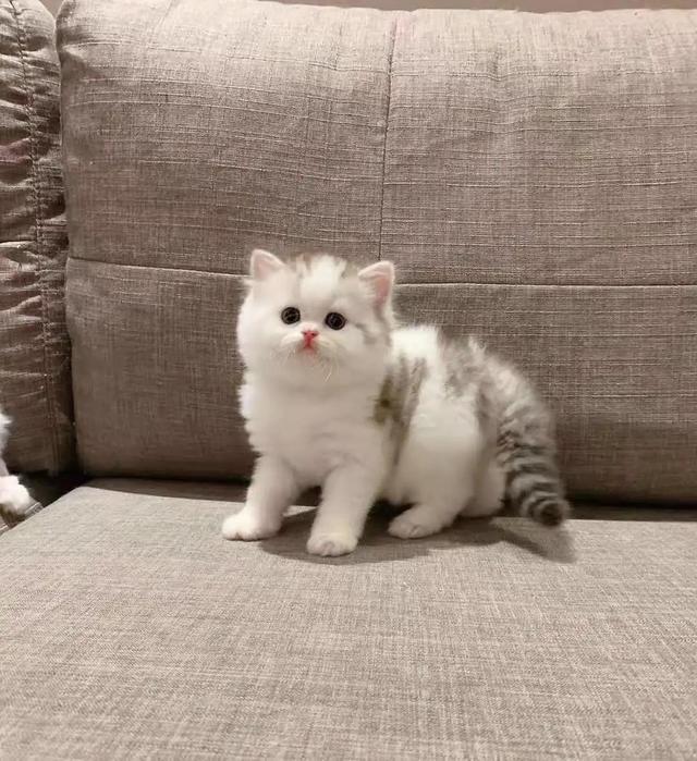 苏格兰高地猫图片(苏格兰高地猫多少钱一只)