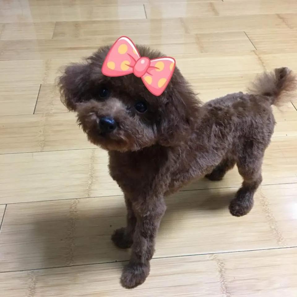 狗得犬瘟自己在家如何治疗（分享犬瘟前期在家治疗的真实事件）