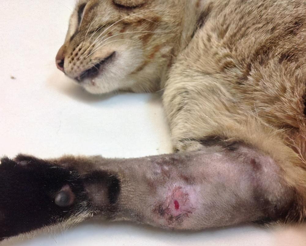 猫的伤口化脓成一个洞会死吗图片