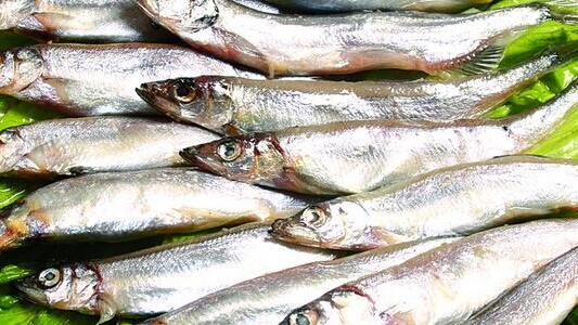 多春鱼是到底是什么鱼呢（附：多春鱼是淡水鱼还是海水鱼）