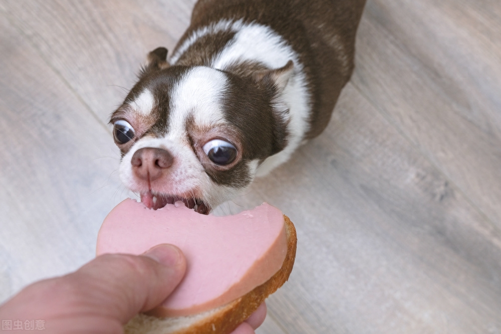 吉娃娃狗多少钱一只（附：了解吉娃娃的优缺点养后不心累）