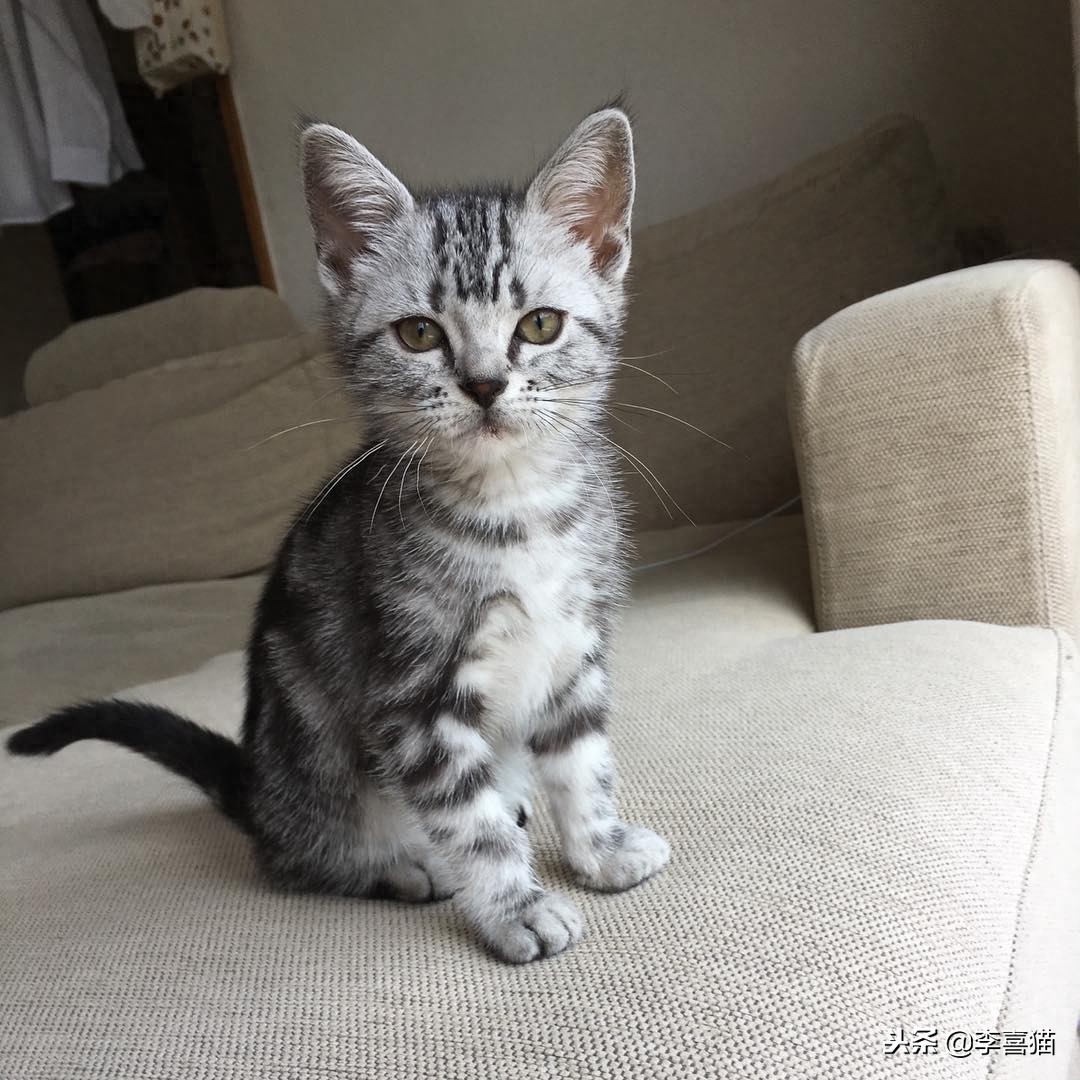 猫一直叫个不停咋办（附：幼猫喵喵叫通常是有需求的）