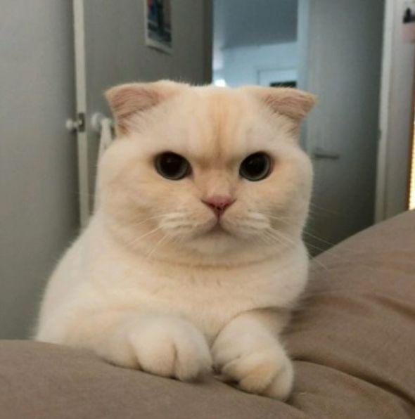 了解猫咪绝育的最佳时间（详解：公猫绝育的优点和缺点）