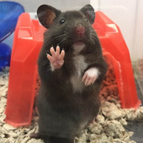 仓鼠第一窝小鼠存活率如何