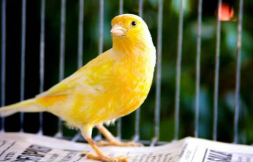 玉鸟吃什么饲料好