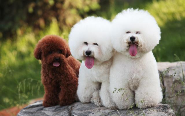 上班族养比熊还是泰迪（养泰迪和比熊哪个省心看这篇就懂了）