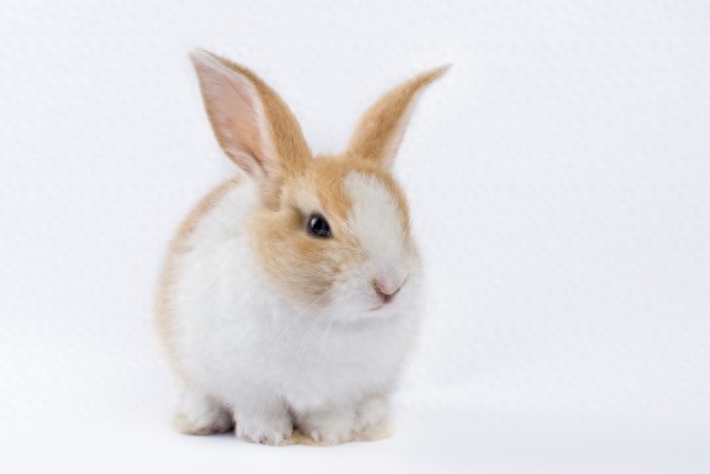 养兔子要注意哪些问题（详解：养殖兔子的人要注意的7个事项）