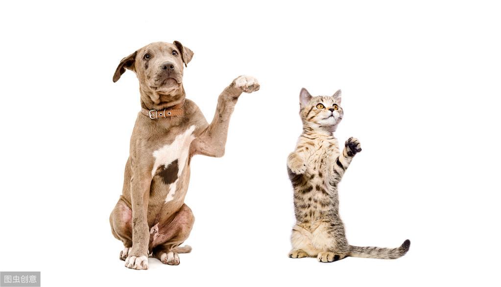 母猫子宫蓄脓初期症状（母猫子宫蓄脓怎么治吃什么药）