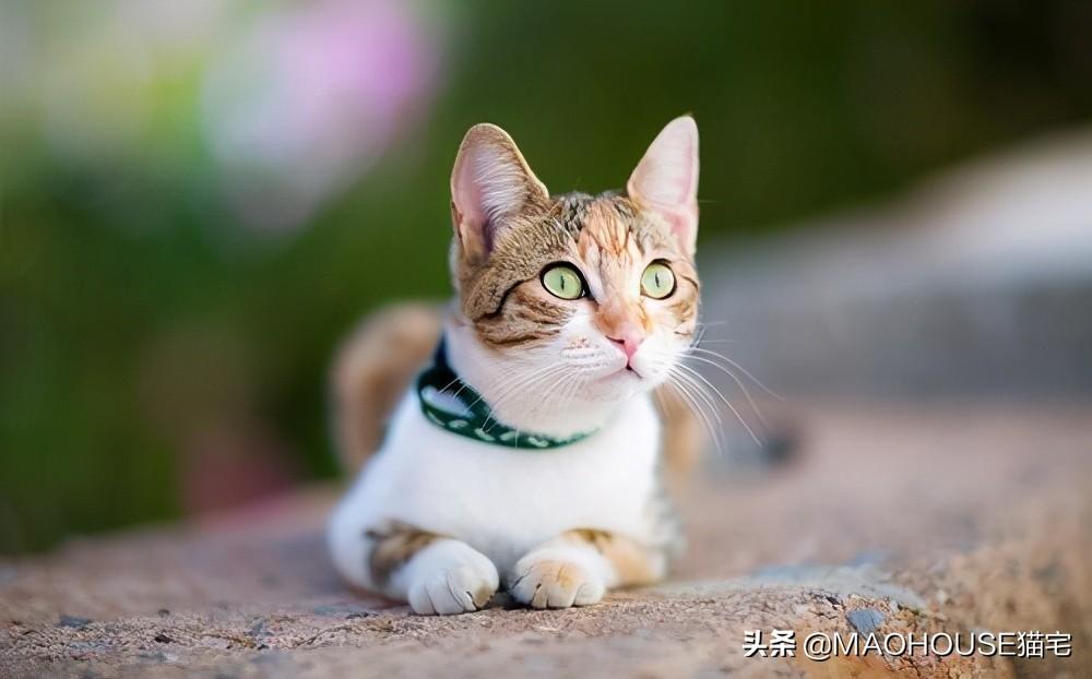 强行给小猫断奶会怎么样（不可强行给小猫断奶需要耐心引导）