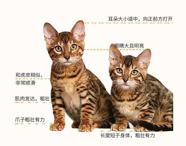 3色狸花猫是最稀有的品相（详解：狸花猫的3色品相）
