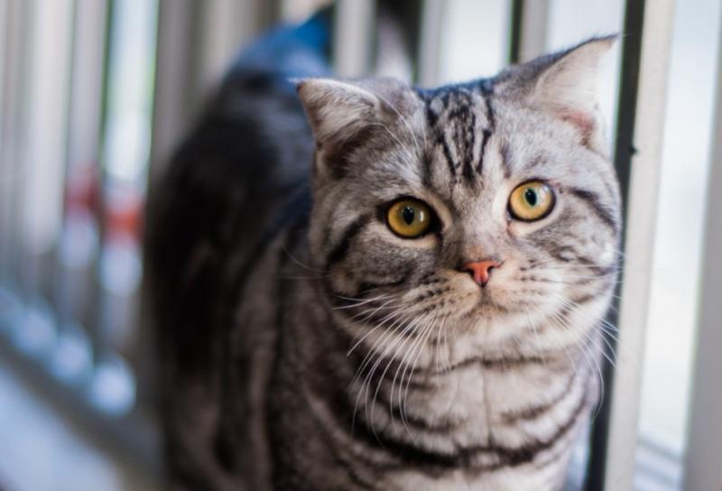 猫咪品种大全及图片和名字价格（详解：英短蓝猫为什么不建议养）