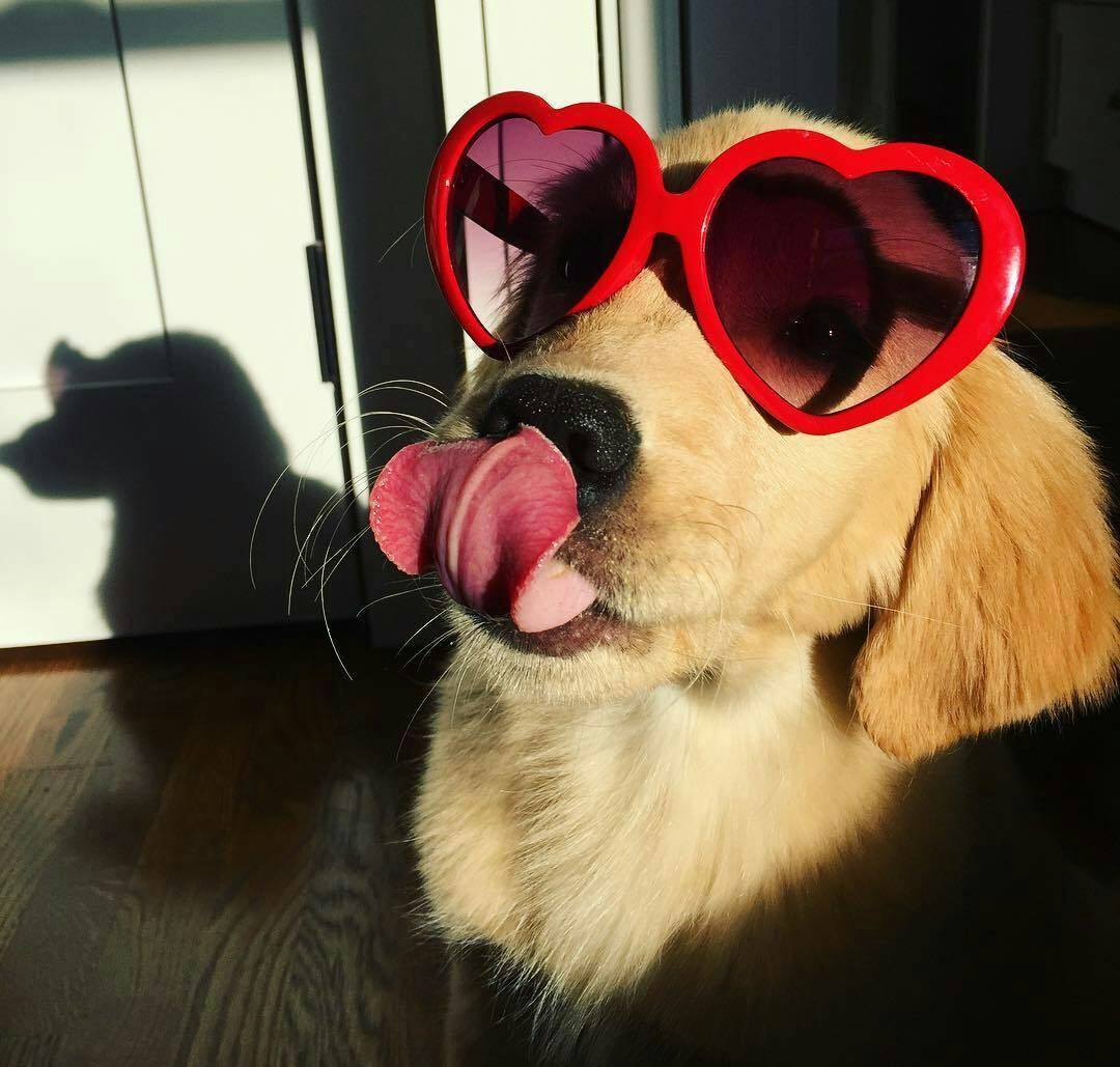 什么狗最护主但不禁养（中国允许养的护卫犬详细介绍）