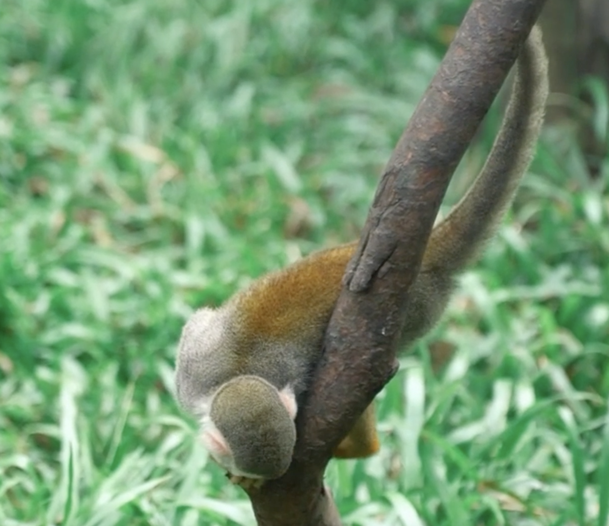 松鼠猴可以私人饲养吗（分享松鼠猴们的生活习性）