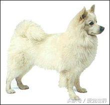 大型狐狸狗图片（中国狐狸犬的品种及图片）