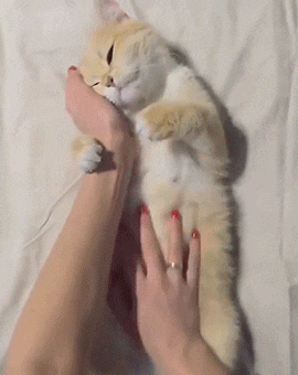 猫打喷嚏会传染人类嘛