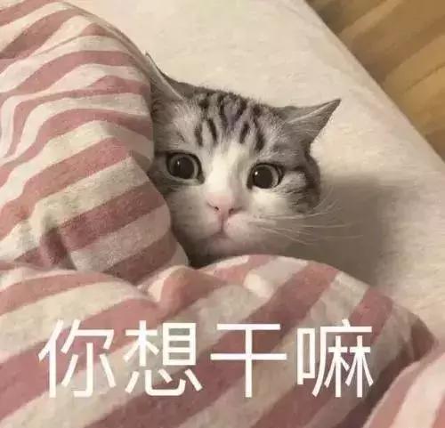 公猫发情时间(公猫一年发几次情啊)