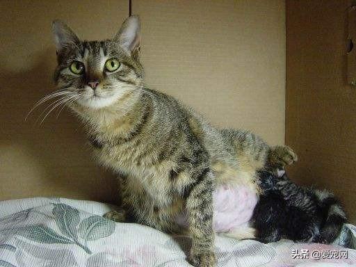 猫生产前粘稠液体图片大全（有果冻状分泌物是快生了么）