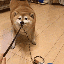 柴犬图片（附：柴犬贵离不开这几个原因）