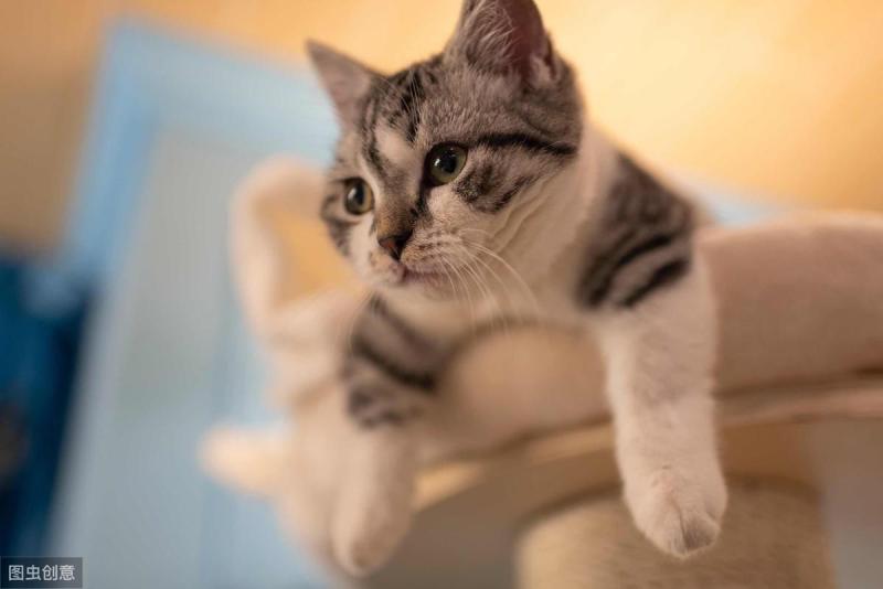 有鸟猫狗与人沟通的软件嘛（附：万能动物交流器）