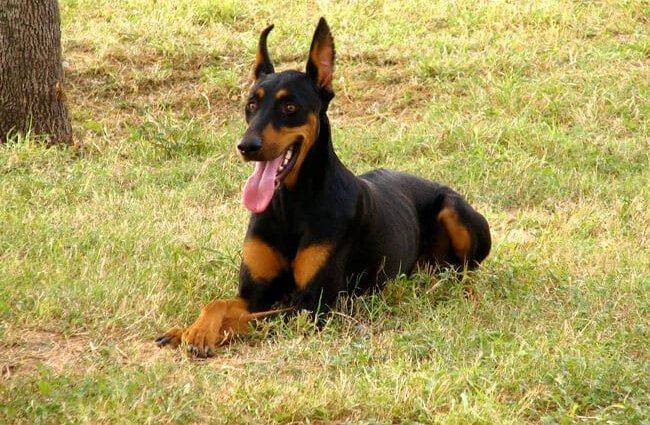 世界十大聪明犬排名（世界名狗图片大全）