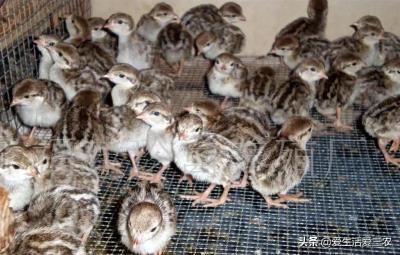 鹧鸪鸡养殖成本