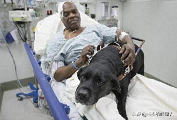 狗狗对主人的记忆有多久（劝诫养狗人：喂狗三天记你三年）