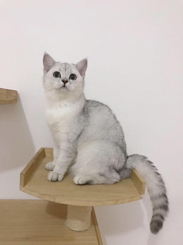 银渐层与波斯猫会生出啥样的猫（细解银渐层的复杂血统来源）