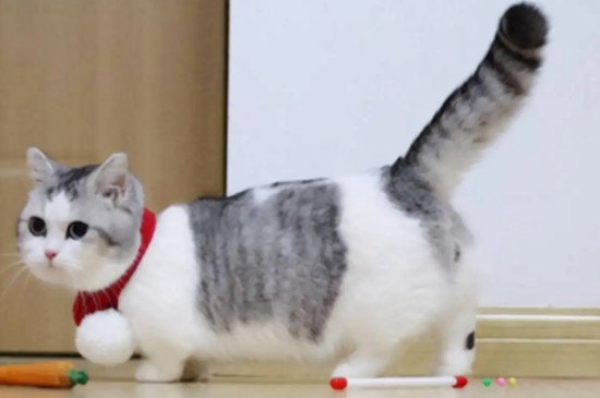 1-10名受欢迎的宠物猫（田园猫也是最受欢迎的宠物猫之一哦）