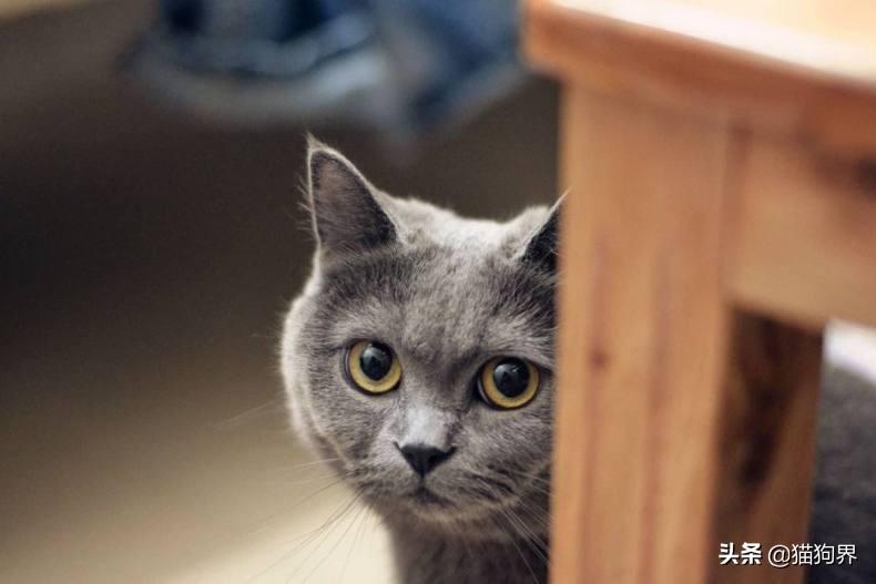 盘点猫的特点有哪些及性格（猫的资料详细介绍）